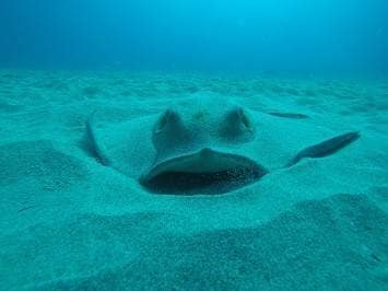 Open Water Dive