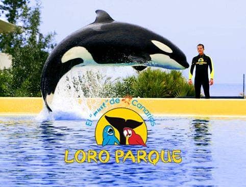 Loro park