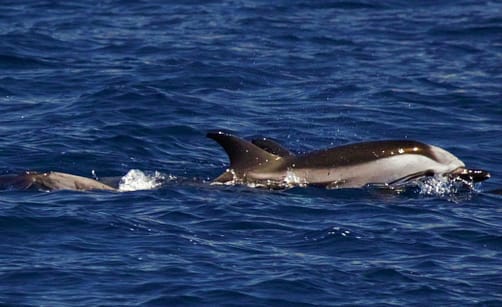 Dolphins Tenerife