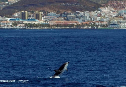 Whales and Dolphins Tenerife