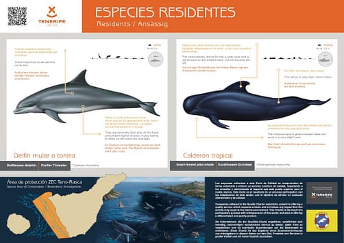 Bottom nose dolphin and Pilot Whale