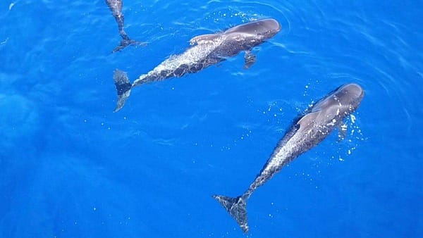 dolphins tenerife