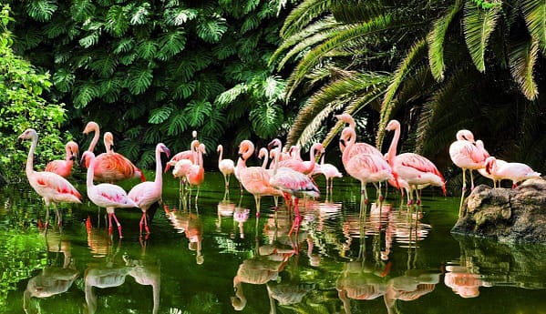 loropark flamingo