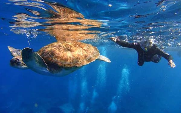 Kayaking and snorkeling with tourtles in Tenerife