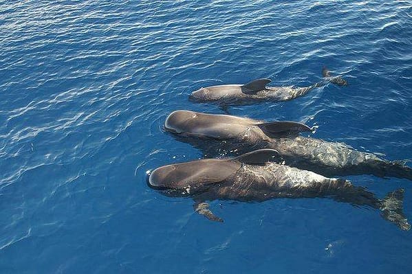 Royal Delfin Tenerife