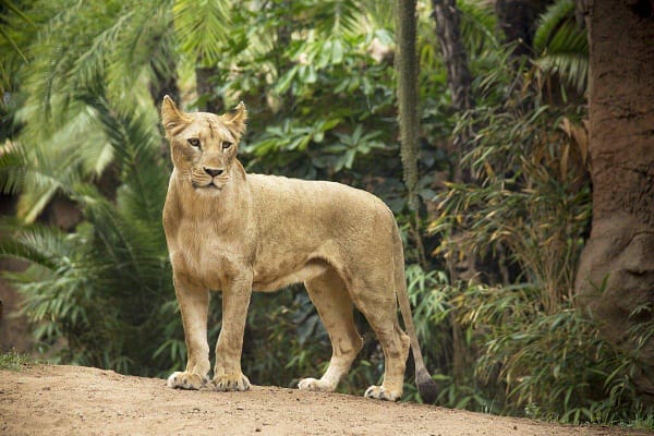 loro park lion