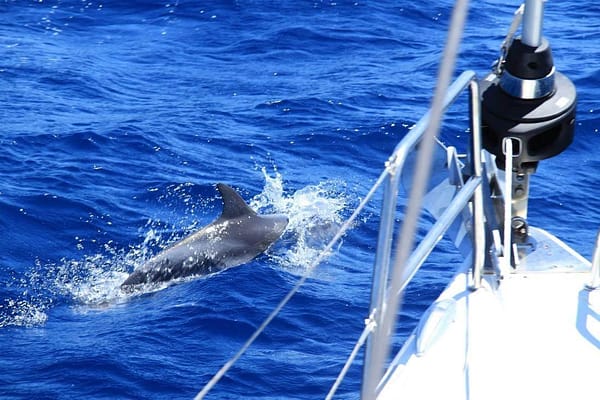 Dolphins watching tenerife