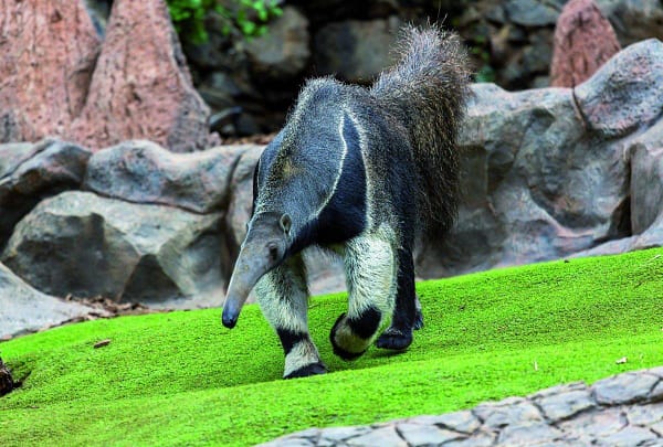 loro park animal