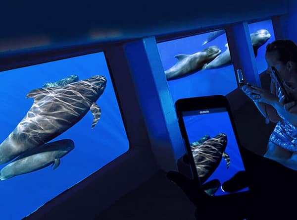 Delfin 2 hours excursion