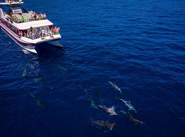 glass bottom catamaran royal delfin