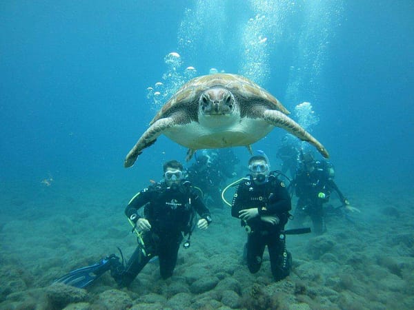 Diving in Tenerife