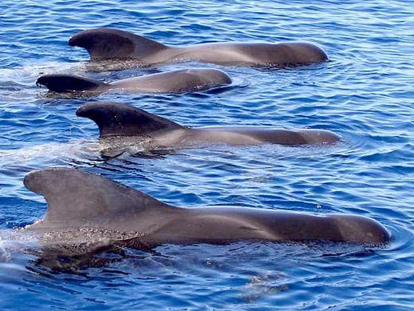 Dolphins tenerife