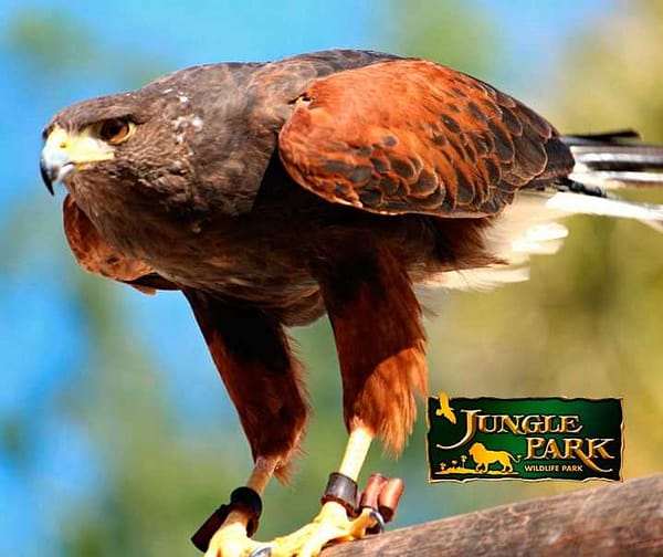 Jungle park eagle