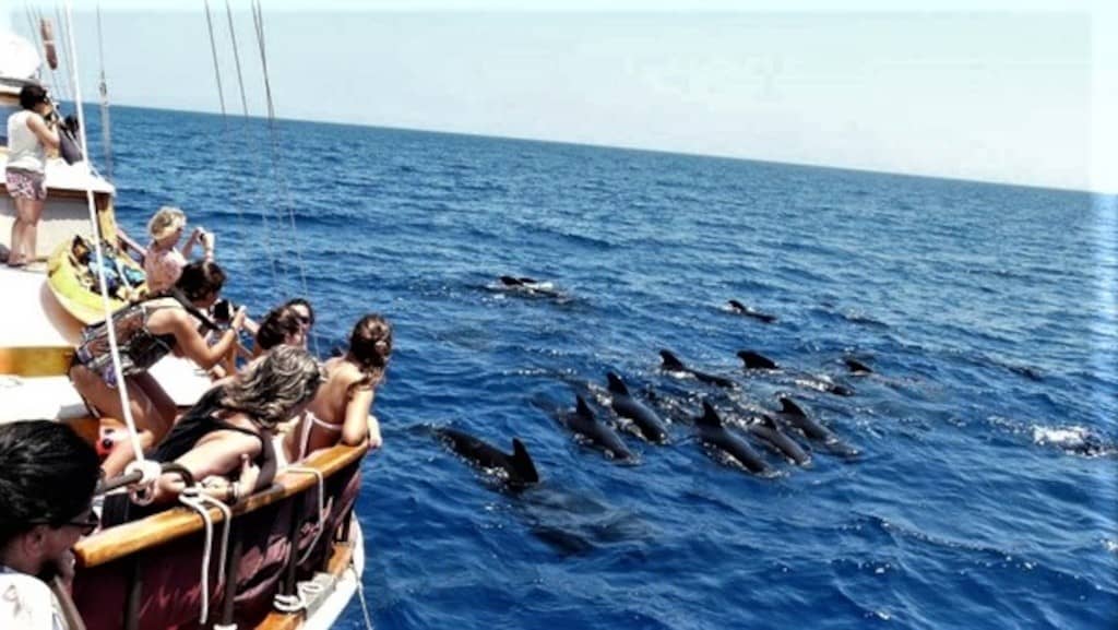 Whales and Dolphins Tenerife: The Majestic Creatures of the Ocean!